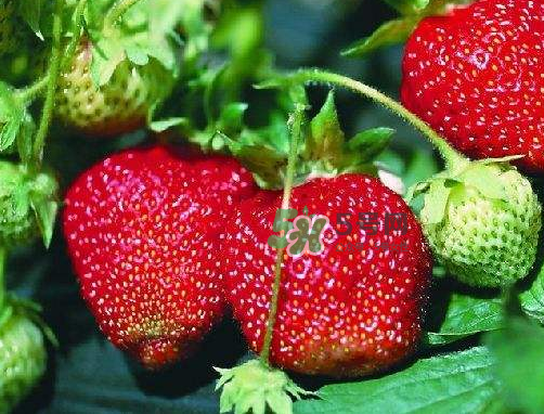 八月份還有草莓嗎？8月份還有草莓嗎？