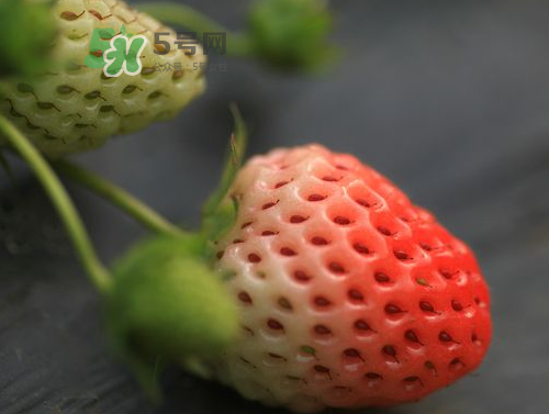 八月份還有草莓嗎？8月份還有草莓嗎？