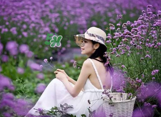 八月份還有薰衣草嗎？8月份還有薰衣草嗎？