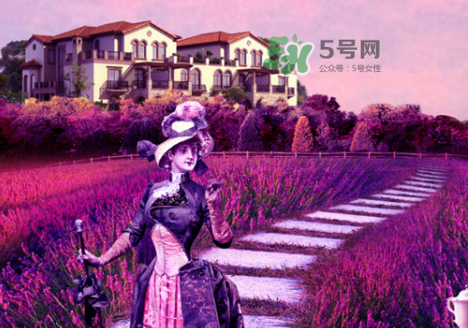 八月份還有薰衣草嗎？8月份還有薰衣草嗎？