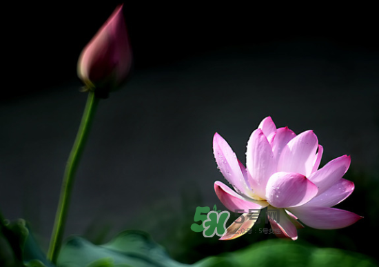 八月份還有荷花嗎？8月份還有荷花嗎？