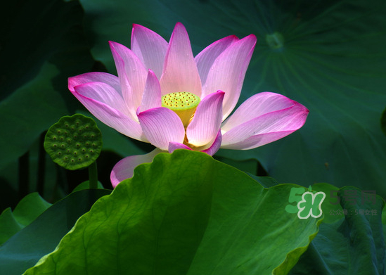 八月份還有荷花嗎？8月份還有荷花嗎？