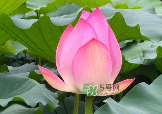 八月份還有荷花嗎？8月份還有荷花嗎？