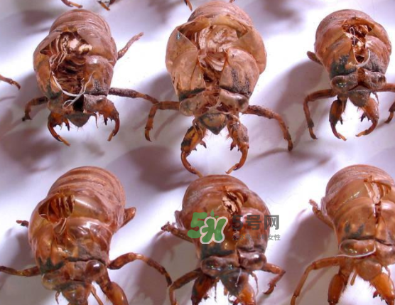 知了殼能治破傷風嗎？知了殼能治什么?。?></p><h3 style=