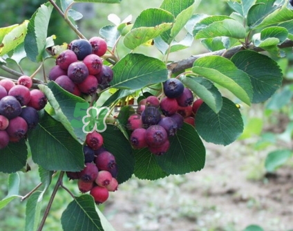 鈣果什么味道？鈣果好吃嗎？