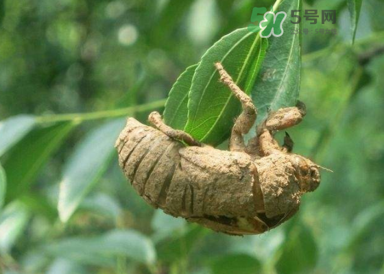 知了殼哪里收購？哪里有收知了殼的？