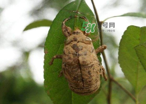 知了殼哪里收購？哪里有收知了殼的？