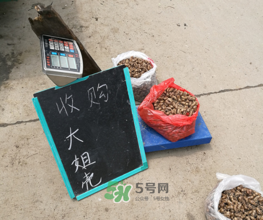 知了殼收什么價(jià)？知了殼收購(gòu)價(jià)格