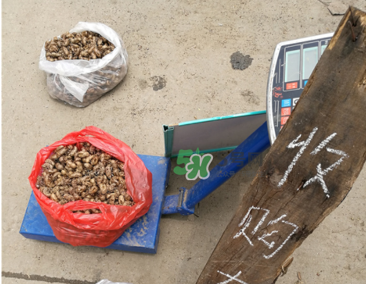 知了殼收什么價(jià)？知了殼收購(gòu)價(jià)格