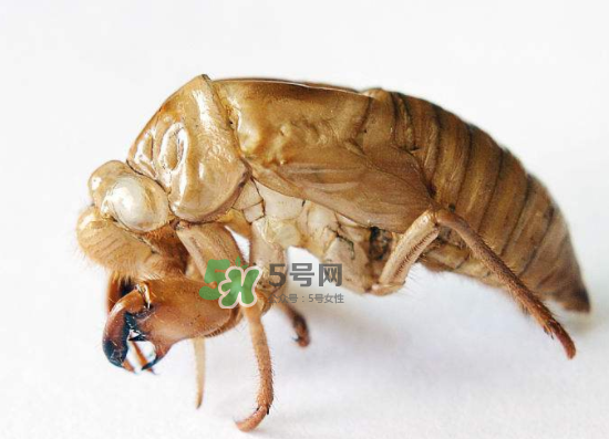 蟬殼多少錢一斤？蟬殼多少錢一斤2017？