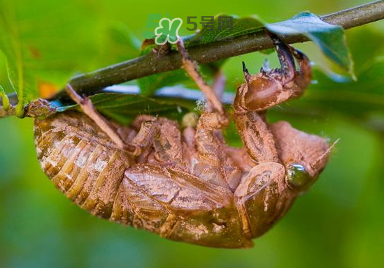 蟬殼多少錢一斤？蟬殼多少錢一斤2017？