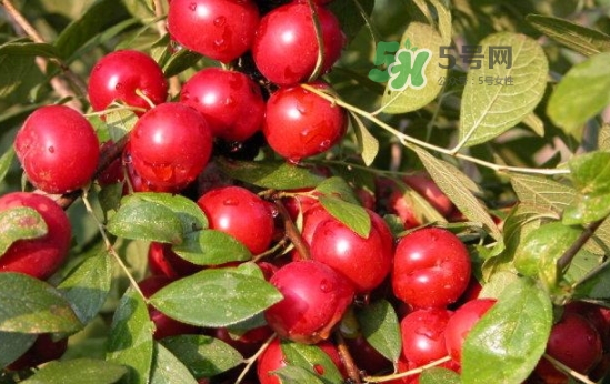 鈣果怎么吃？鈣果食用方法