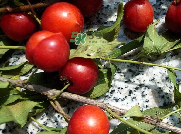 鈣果怎么吃？鈣果食用方法