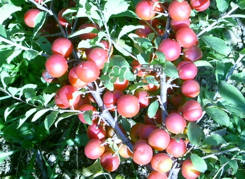 鈣果怎么吃？鈣果食用方法