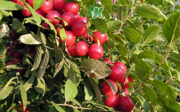 鈣果孕婦可以吃嗎？懷孕可以吃歐李嗎？