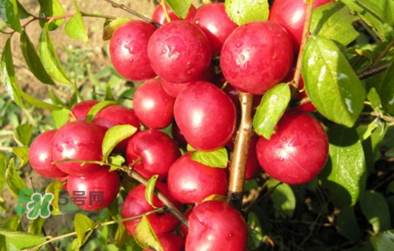 鈣果孕婦可以吃嗎？懷孕可以吃歐李嗎？