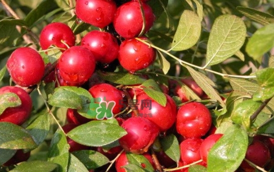 鈣果孕婦可以吃嗎？懷孕可以吃歐李嗎？