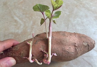 地瓜發(fā)芽了怎么種盆栽？拔絲地瓜怎么熬糖