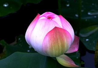 八月份還有荷花嗎？8月份還有荷花嗎？