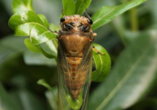 知了殼哪里收購(gòu)？哪里有收知了殼的？