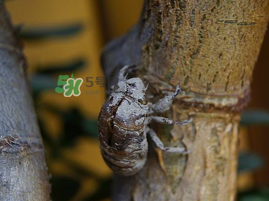 蟬殼多少錢一斤？蟬殼多少錢一斤2017？