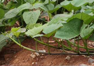 紅薯葉怎么做好吃？什么人不能吃紅薯葉