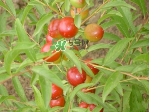 鈣果什么味道？鈣果好吃嗎？