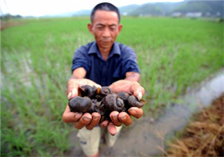 怎么殺死福壽螺寄生蟲？福壽螺寄生蟲怎么去除？