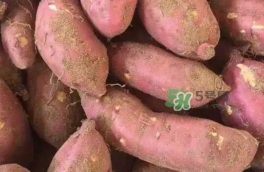 地瓜發(fā)芽了怎么種盆栽？拔絲地瓜怎么熬糖