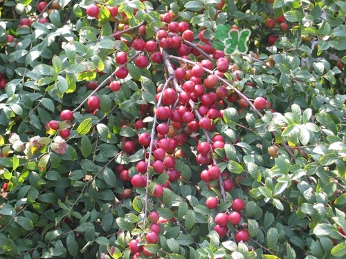 鈣果什么味道？鈣果好吃嗎？