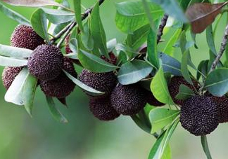 八月份還有楊梅嗎？楊梅幾月份結(jié)束？