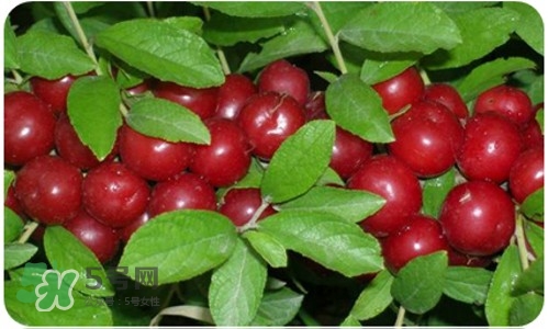 鈣果什么味道？鈣果好吃嗎？