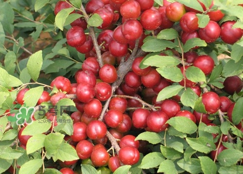 鈣果什么味道？鈣果好吃嗎？