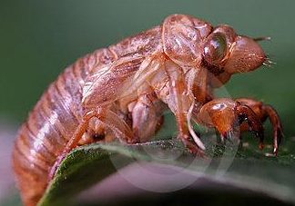 蟬殼多少錢一斤？蟬殼多少錢一斤2017？