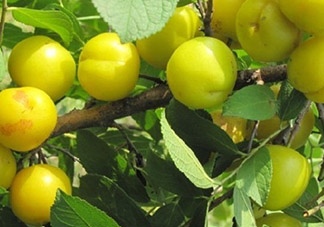 鈣果怎么吃？鈣果食用方法