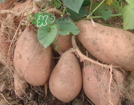 地瓜有哪些做法？地瓜跟紅薯有區(qū)別嗎