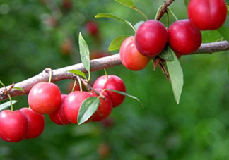 鈣果孕婦可以吃嗎？懷孕可以吃歐李嗎？