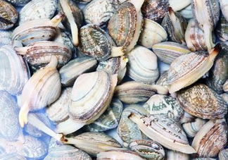 花蛤可以淡水養(yǎng)幾天？花蛤可以養(yǎng)幾天？