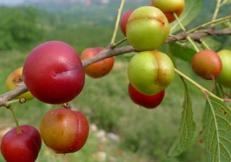 鈣果什么味道？鈣果好吃嗎？