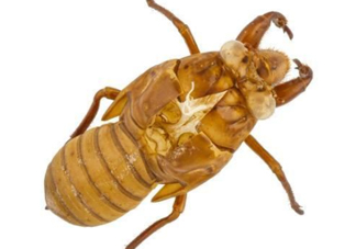 知了殼能治破傷風(fēng)嗎？知了殼能治什么?。?><p><strong>知了殼能治破傷風(fēng)嗎？知了殼能治什么病？</strong></p></a></li> <li><a href=