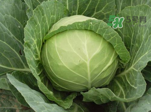 立秋可以種甘藍嗎？九月份能種甘藍嗎？