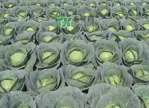 立秋可以種甘藍嗎？九月份能種甘藍嗎？