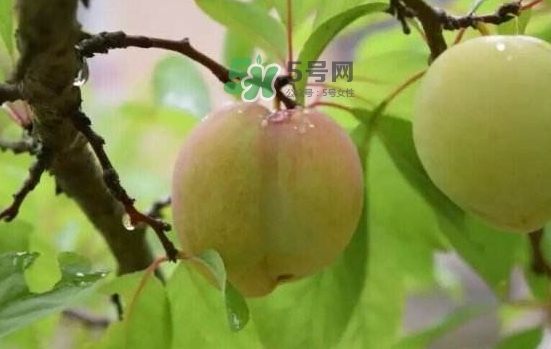 奈李是什么水果？奈李為什么會空心