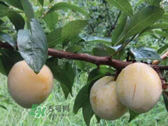 奈李不能和什么一起吃？奈李的禁忌