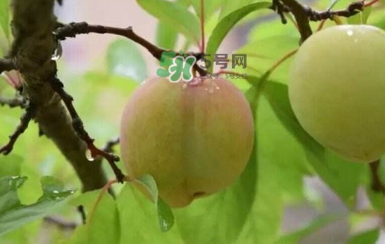 奈李不能和什么一起吃？奈李的禁忌