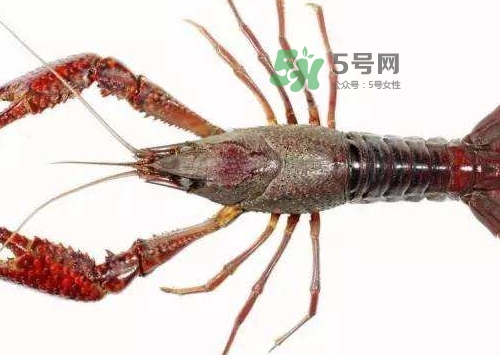 小龍蝦腹部黑線是什么_小龍蝦腹部黑線怎么去除 小龍蝦腹部黑線是什么_小龍蝦腹部黑線怎么去除