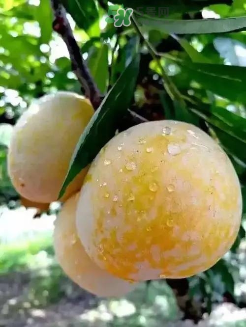 奈李是什么水果？奈李為什么會空心