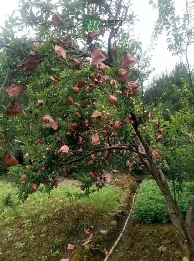 奈李是什么水果？奈李為什么會空心