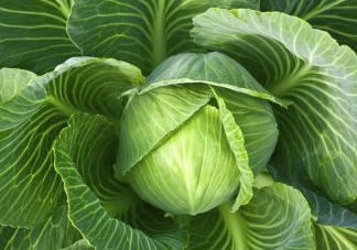 立秋可以種甘藍(lán)嗎？九月份能種甘藍(lán)嗎？