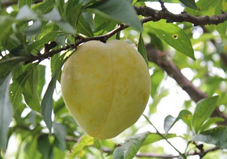 奈李不能和什么一起吃？奈李的禁忌